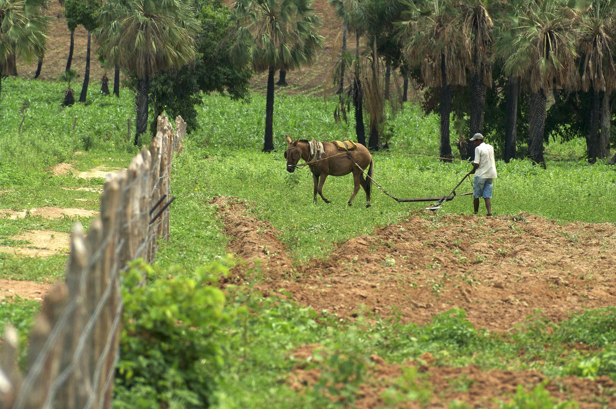 a man is plowing his yard with a horse