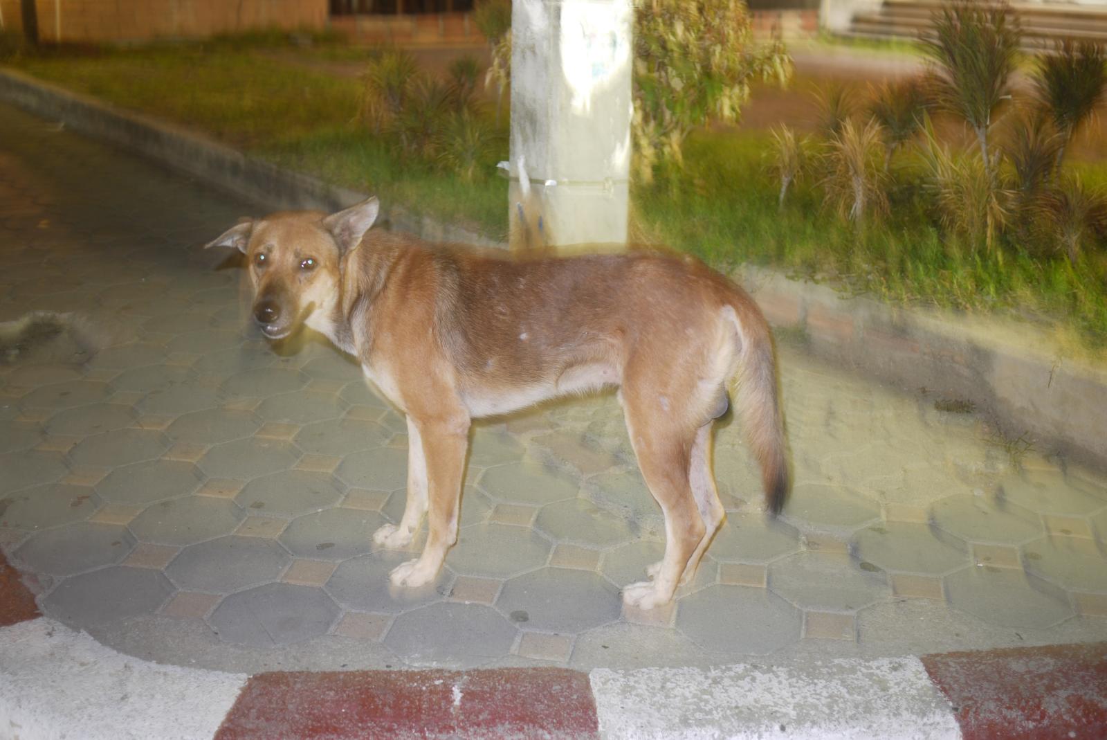 a dog standing on pavement by curb near grass