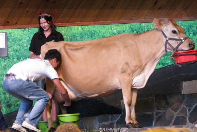 people work together to milk a dairy cow