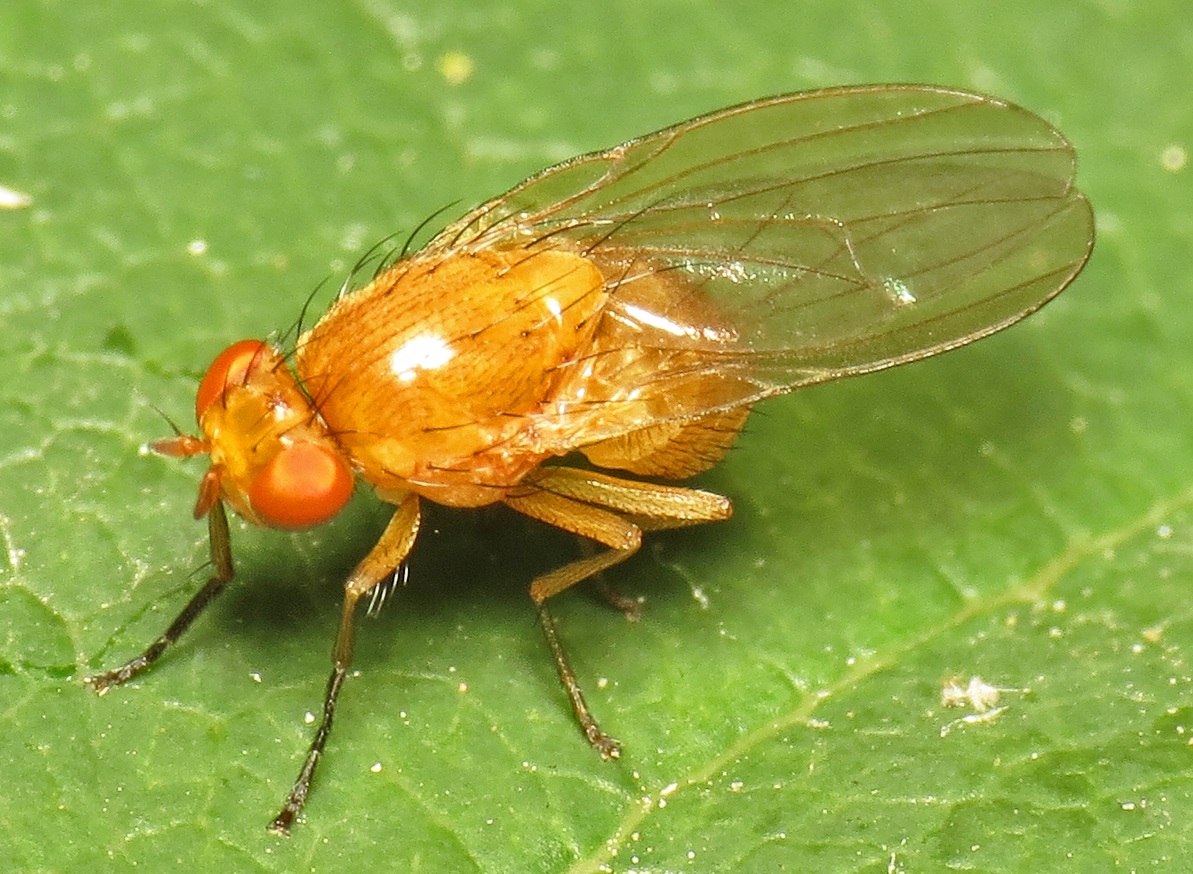 a fly with long legs and head resting on the green surface