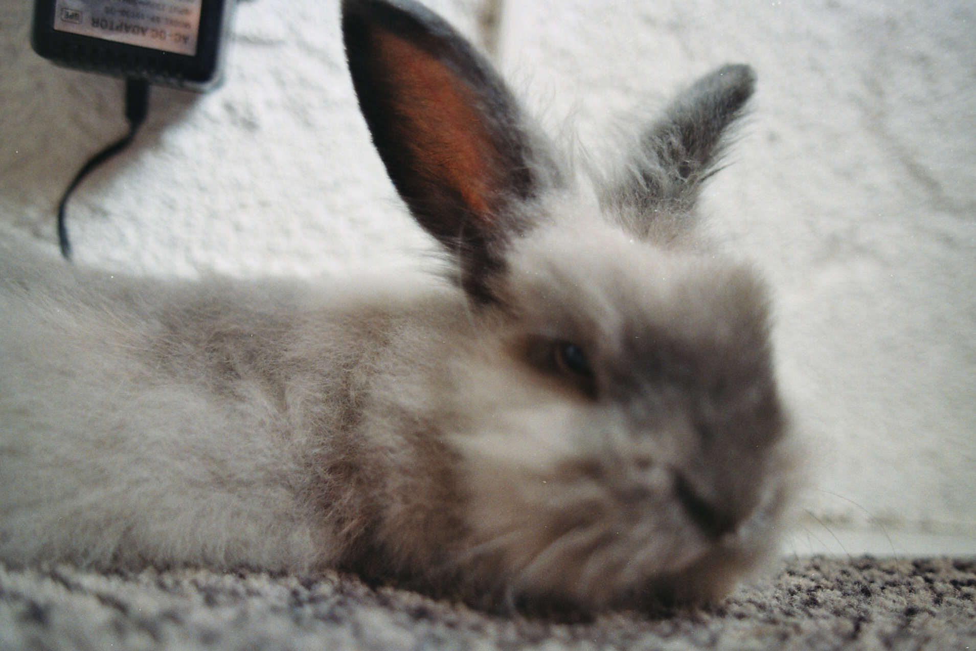a fuzzy rabbit laying on a gray rug