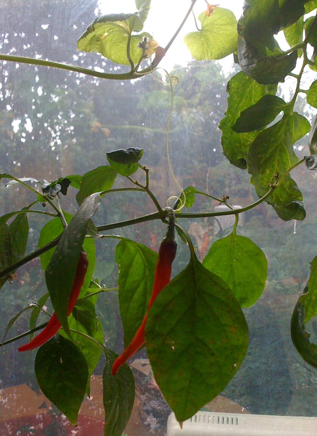 a plant in a greenhouse that is hanging from the nch