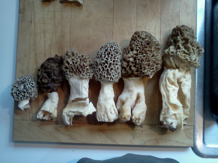 several types of mushrooms sitting on top of a  board