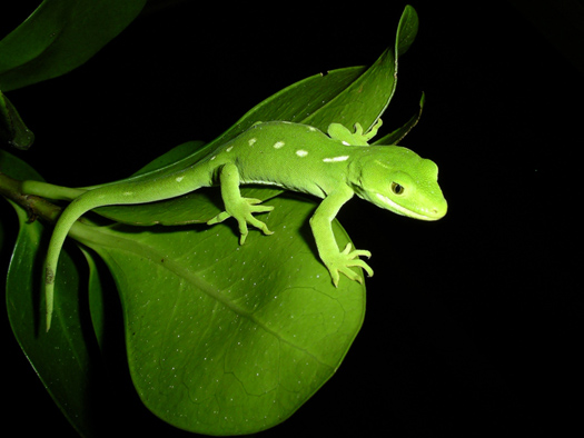 a green lizard sitting on top of a leaf covered nch