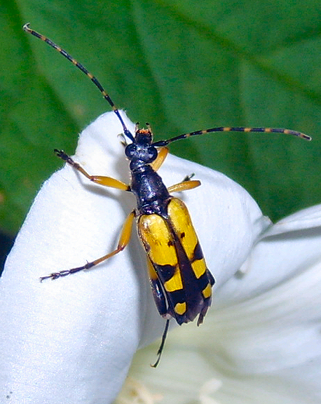 a yellow black insect sits on top of white flower