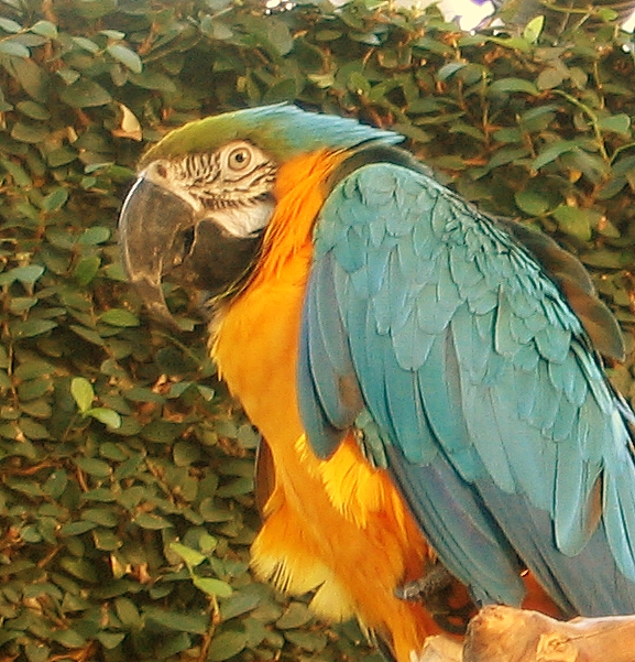a brightly colored parrot sitting on top of a nch