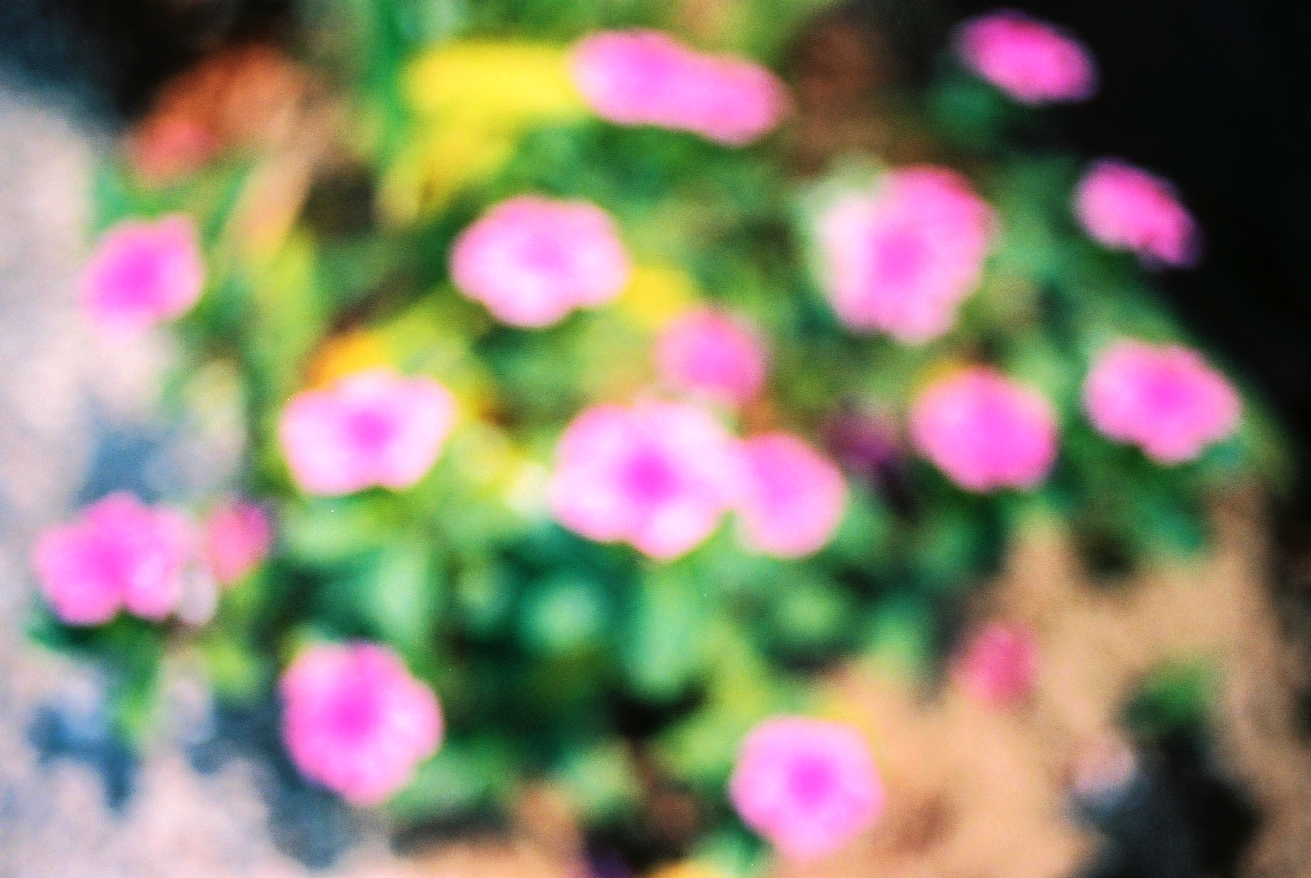 the blurred image shows pink flowers and green leaves