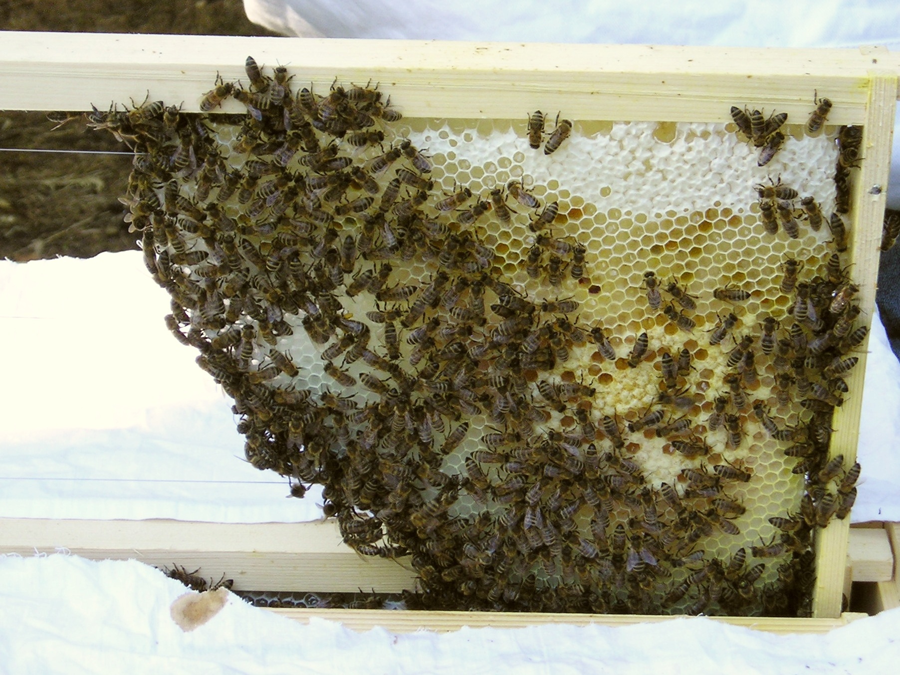 a bunch of bees are gathered on the frame