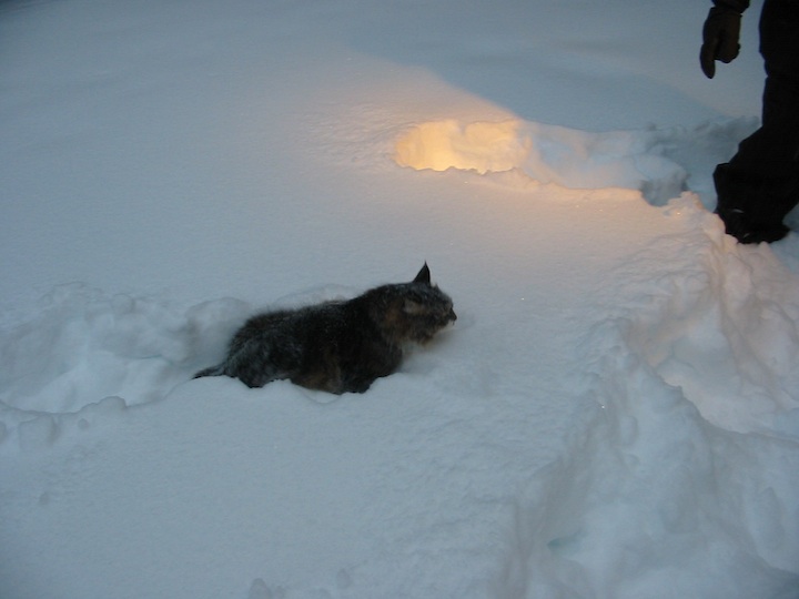 a cat laying down in the snow with its head inside a hole