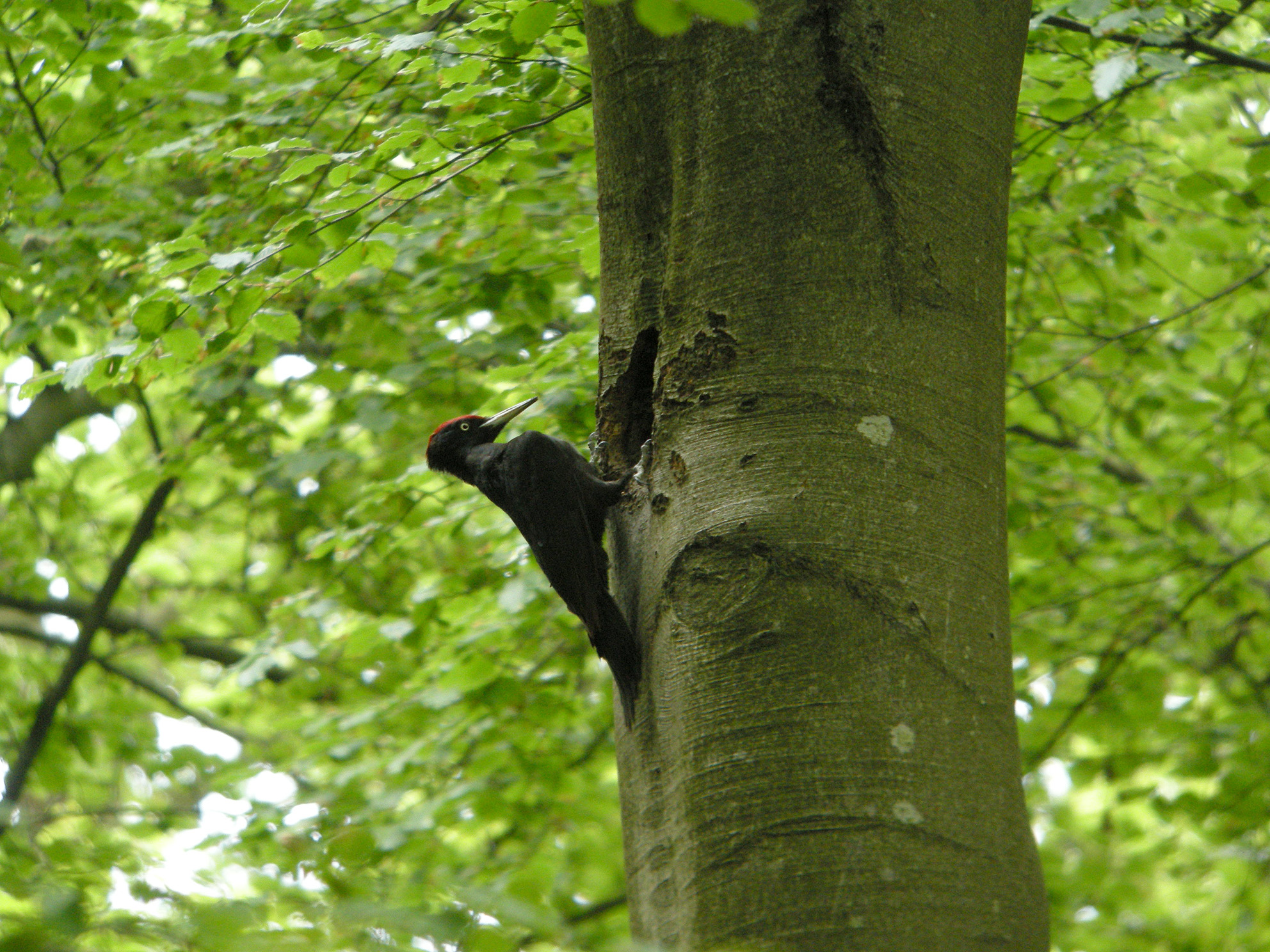 a small black bird is climbing up the tree