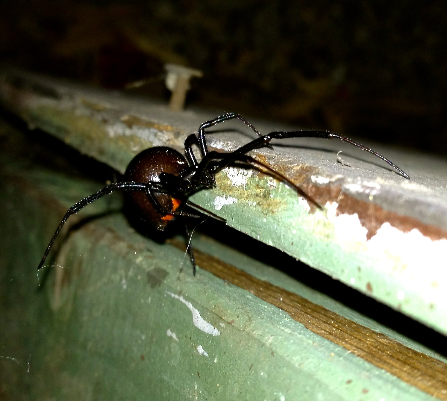 a large insect sits on the outside of an old window