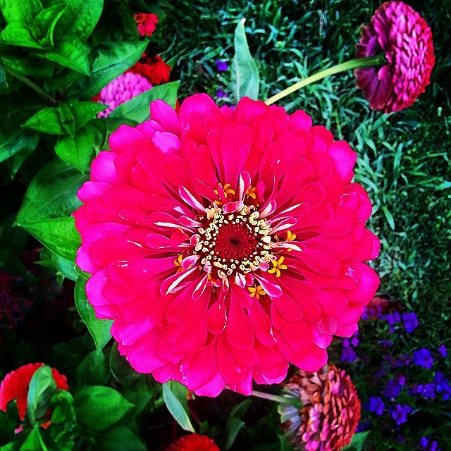 large red flower surrounded by colorful flowers