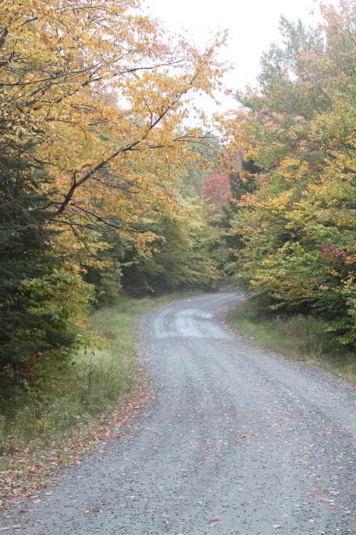 a dirt road surrounded by trees in autumn