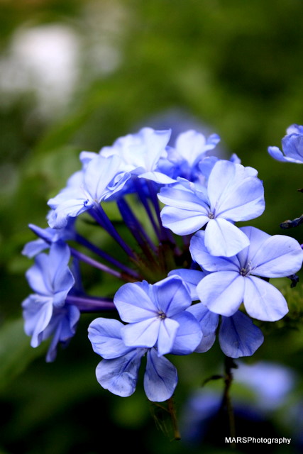 a blue flower grows on a plant in a garden