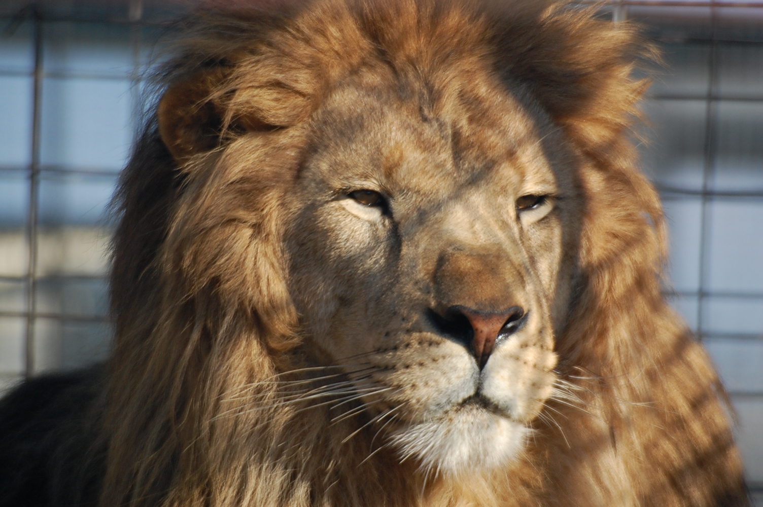 the lion looks intently at the pographer from behind a chain link fence