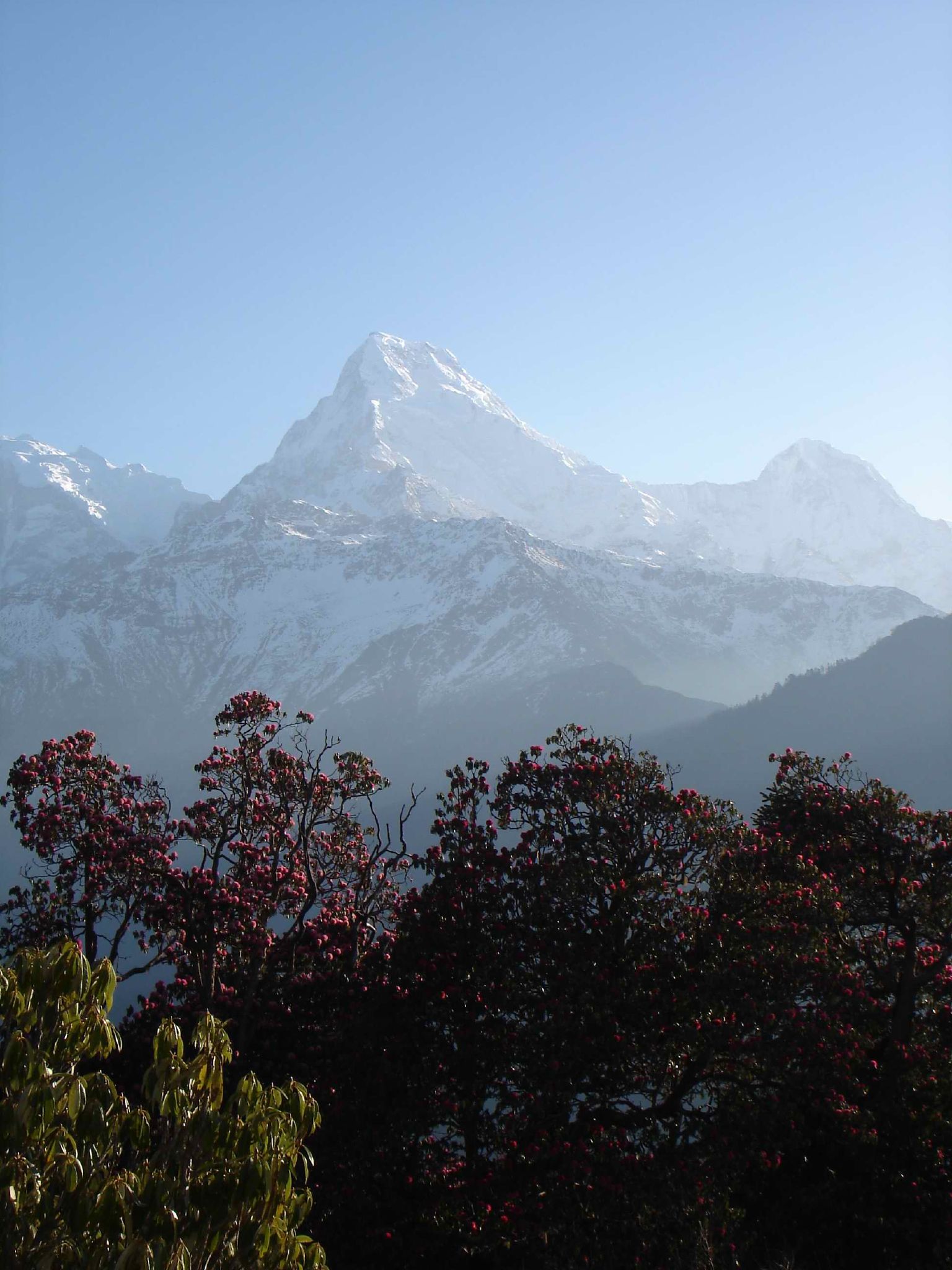 trees are standing near a snowy mountain range