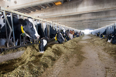 a row of cows are in their stalls