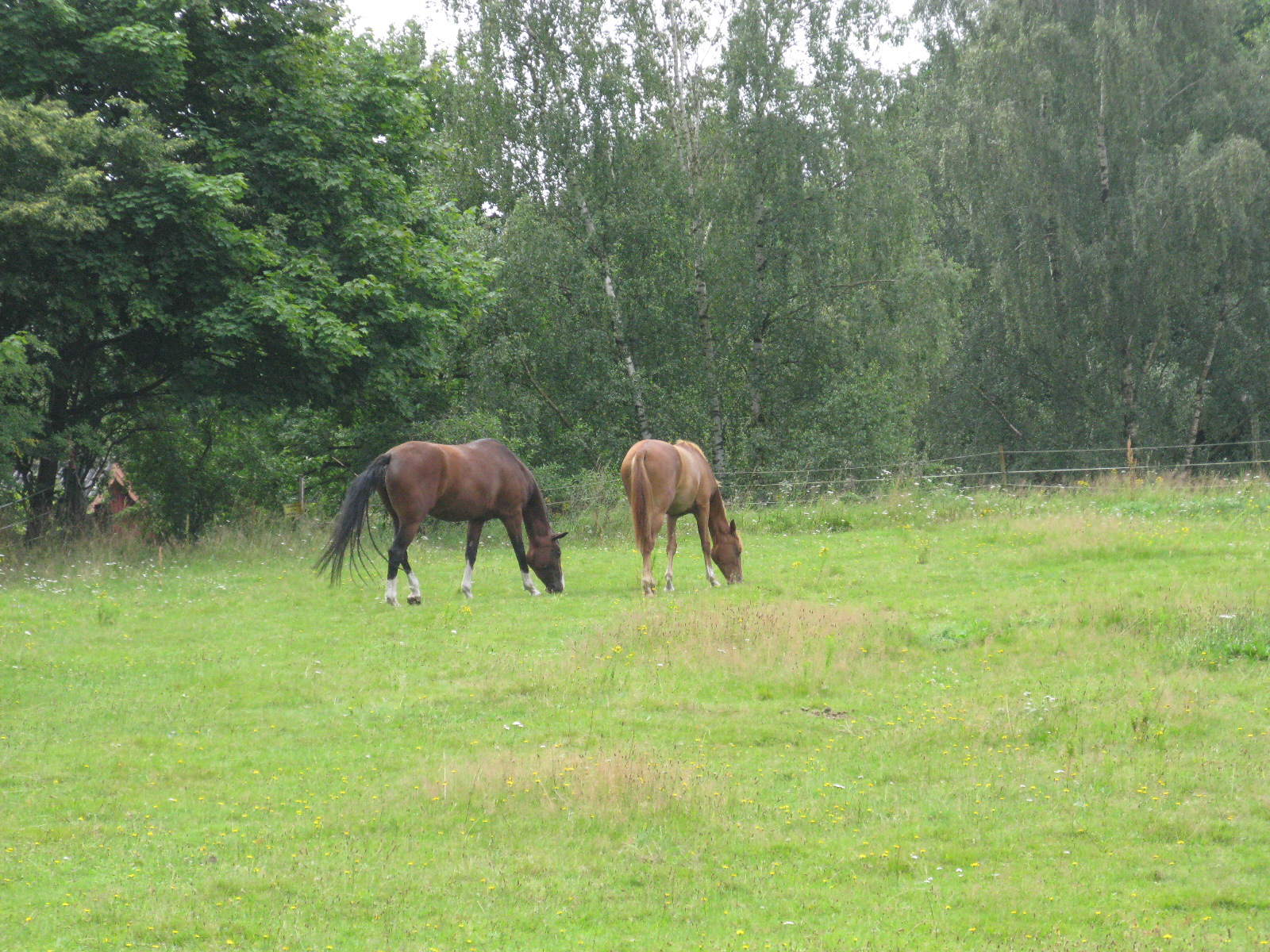 two brown horses eating grass next to a fence