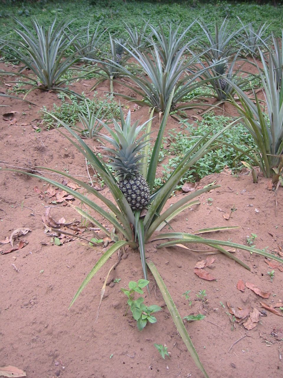 a large field full of pineapples sitting in the dirt