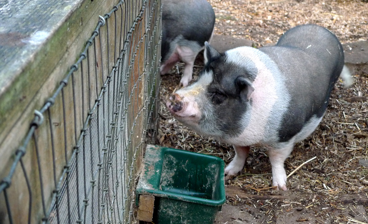 two pigs next to a fence eating food