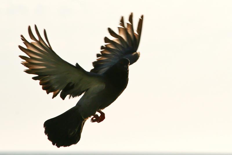 a bird with wings open flying in the sky