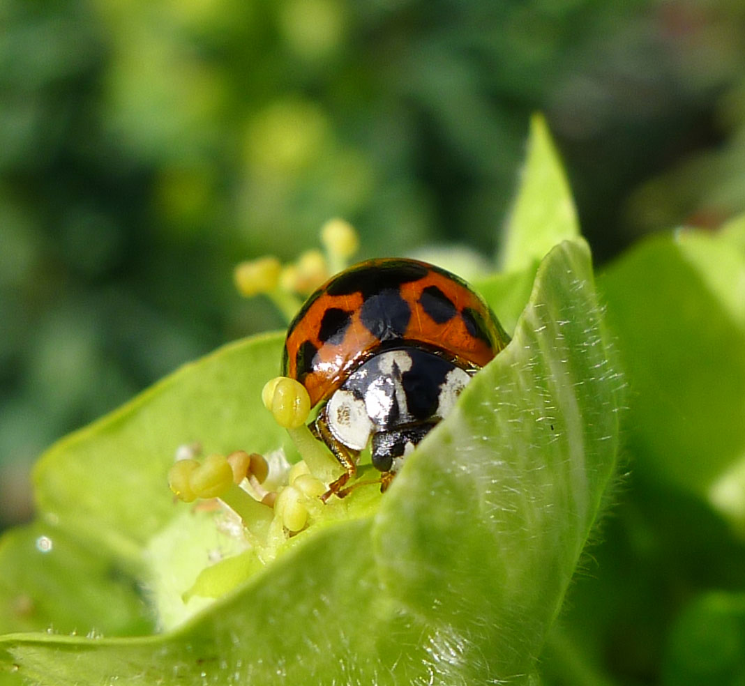 a lady bug on top of a green leaf