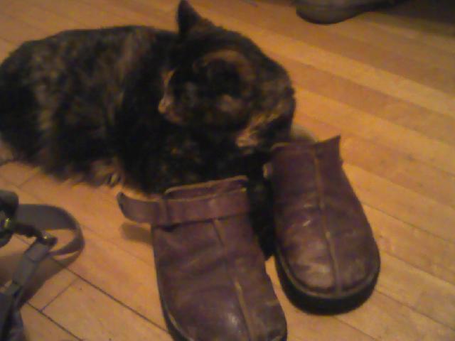 a cat is sitting beside two pairs of shoes