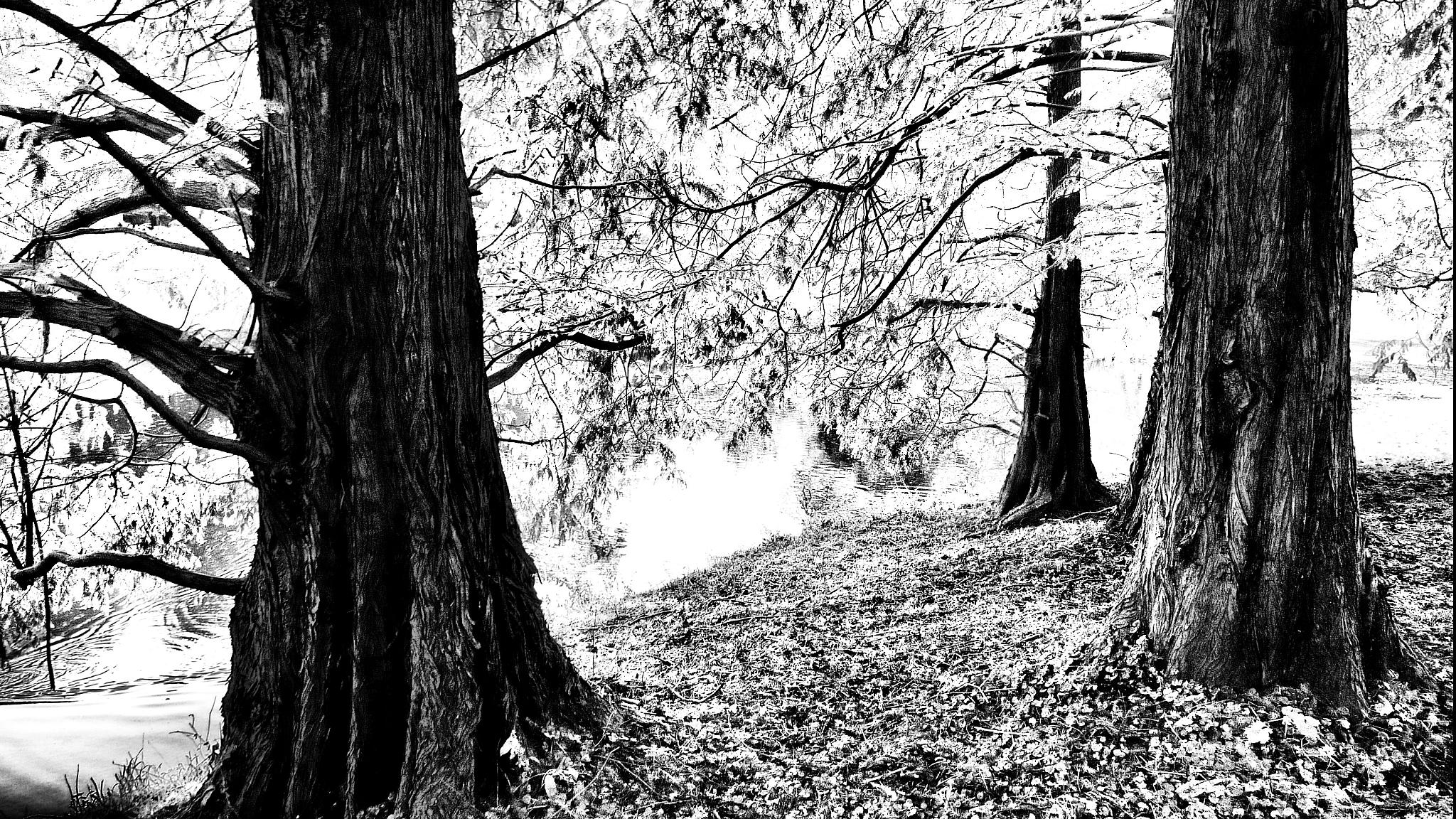the black and white image is of a forest