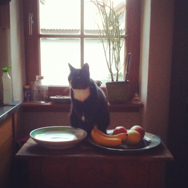 a cat sits at a plate with fruit on it