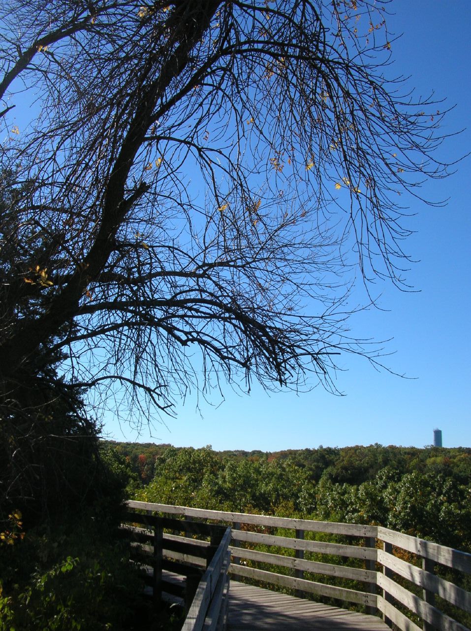 a walkway leading to a small tree in the woods