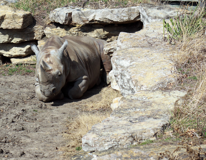 a rhino stands in the dirt next to a rock