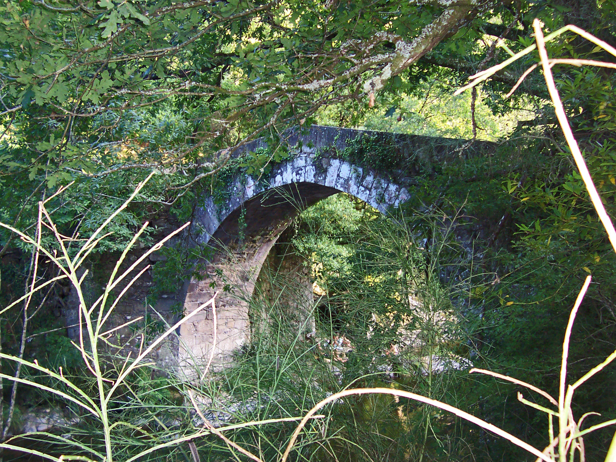 a large bridge in the middle of a forest