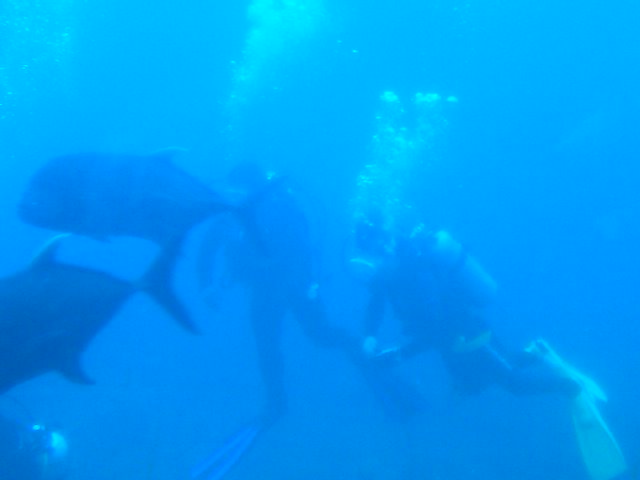 some people diving in the water near large sharks