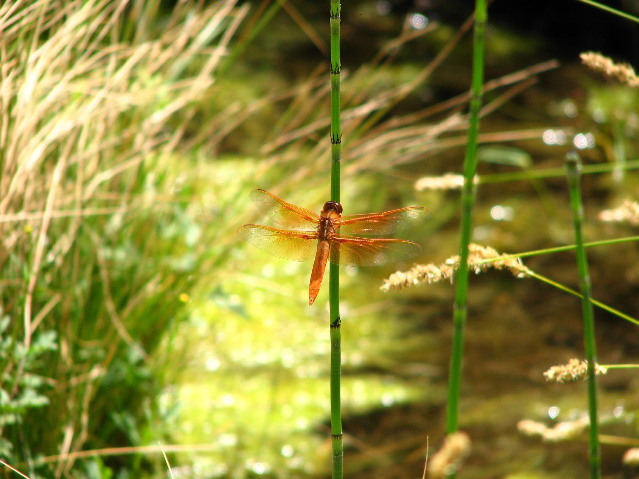 a dragonfly is sitting on a plant with tall green grass behind it