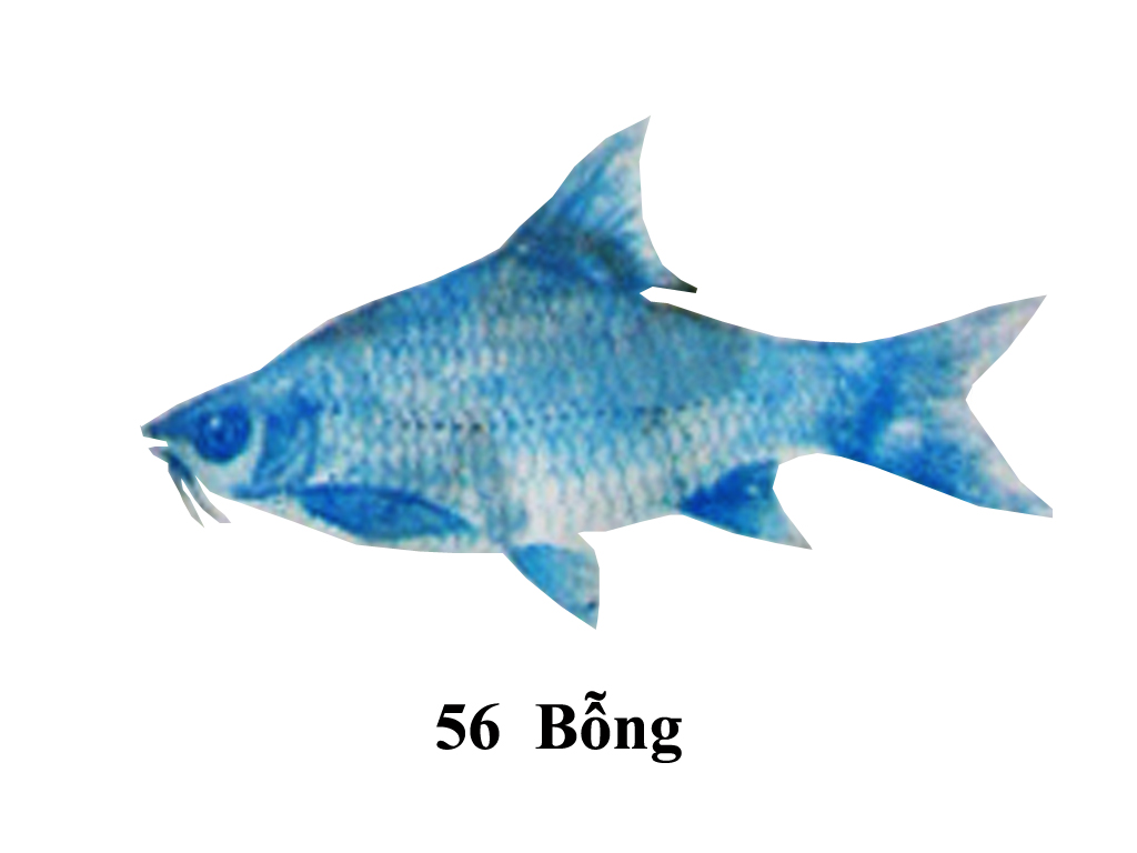 a fish with five sides and the name's 6 5 inches in the center