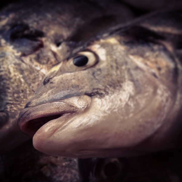 a close up image of a very funny fish face