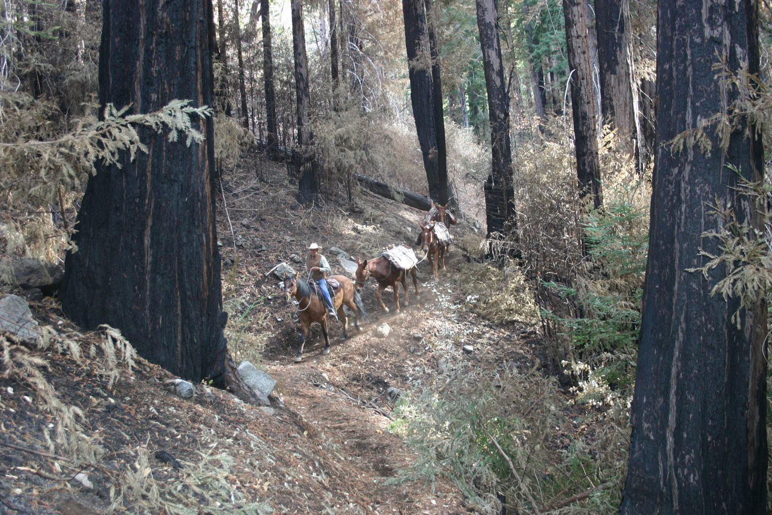 people riding horses in the woods on a dirt path