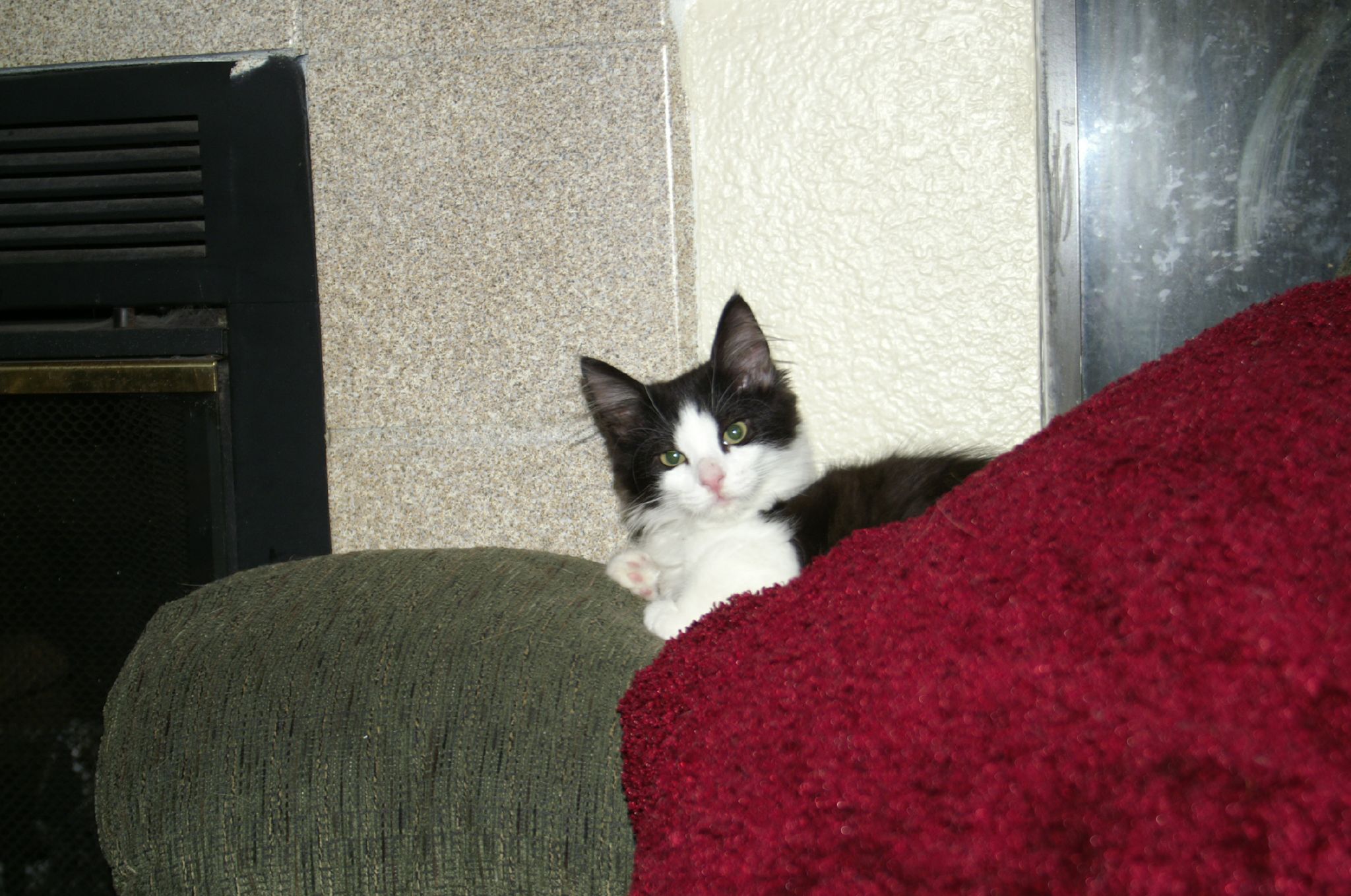 a cat sitting on top of a couch next to a fire place