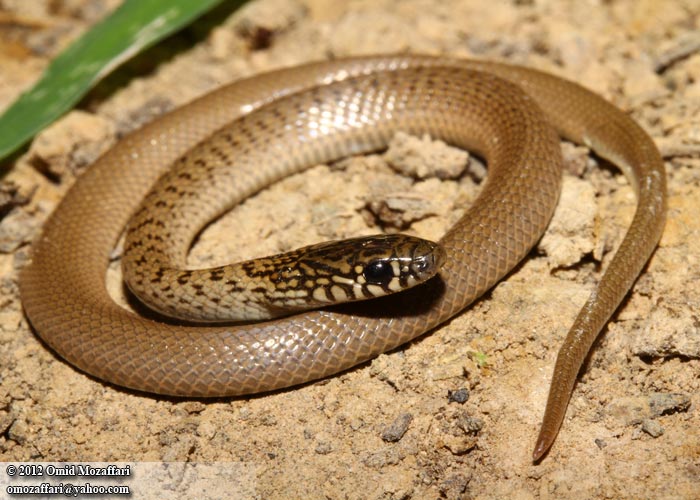 a large brown snake on some dirt and grass