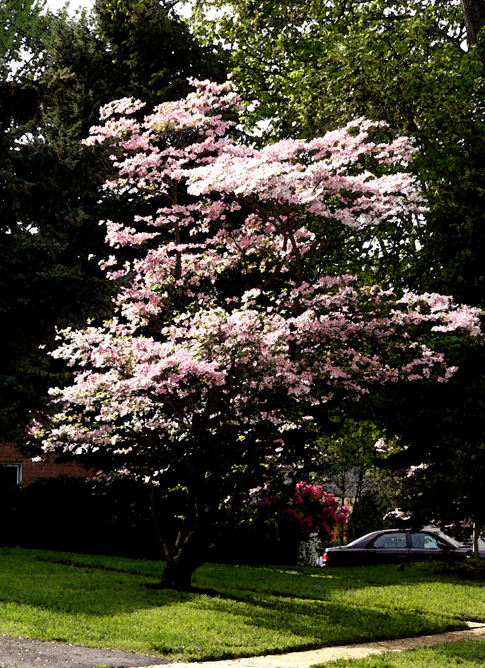 a blooming tree along side of a suburban neighborhood