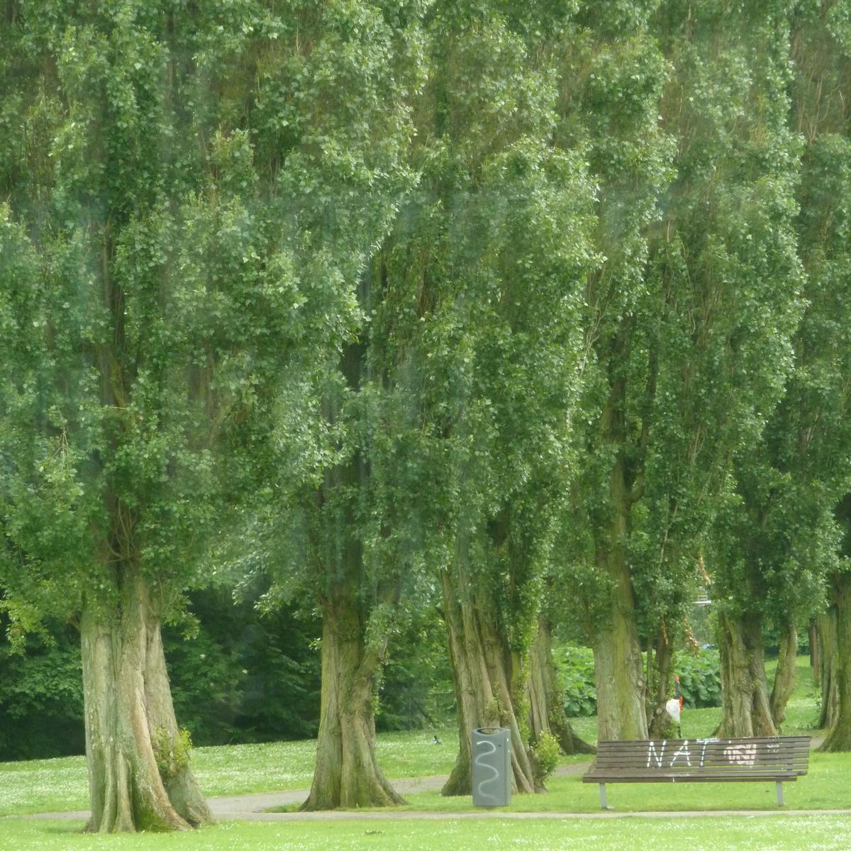 the park has many trees along it