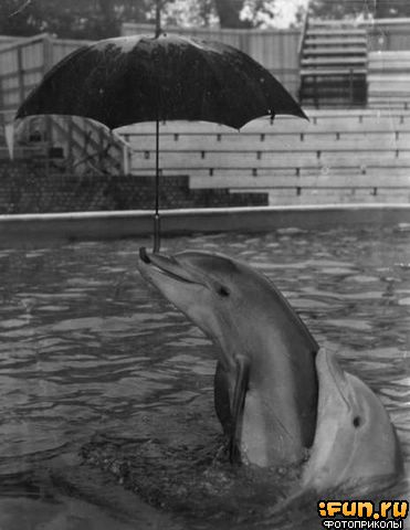 a dolphin with an umbrella inside of it