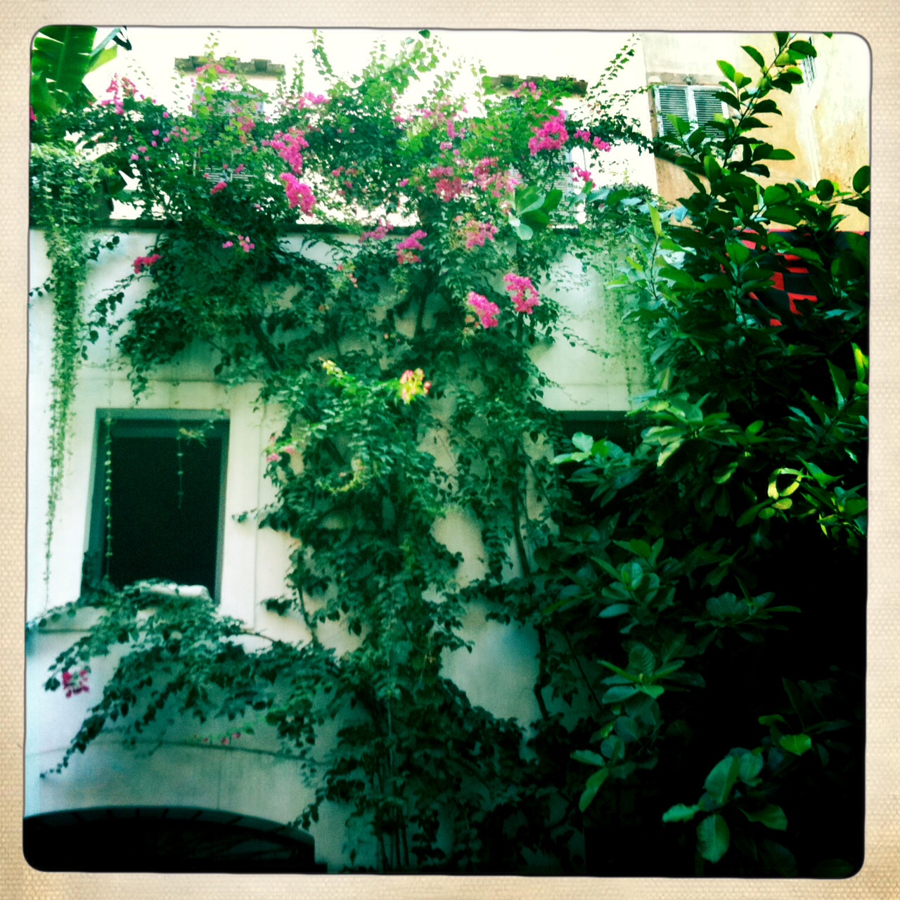 vines, bushes and flowers cover a building with windows