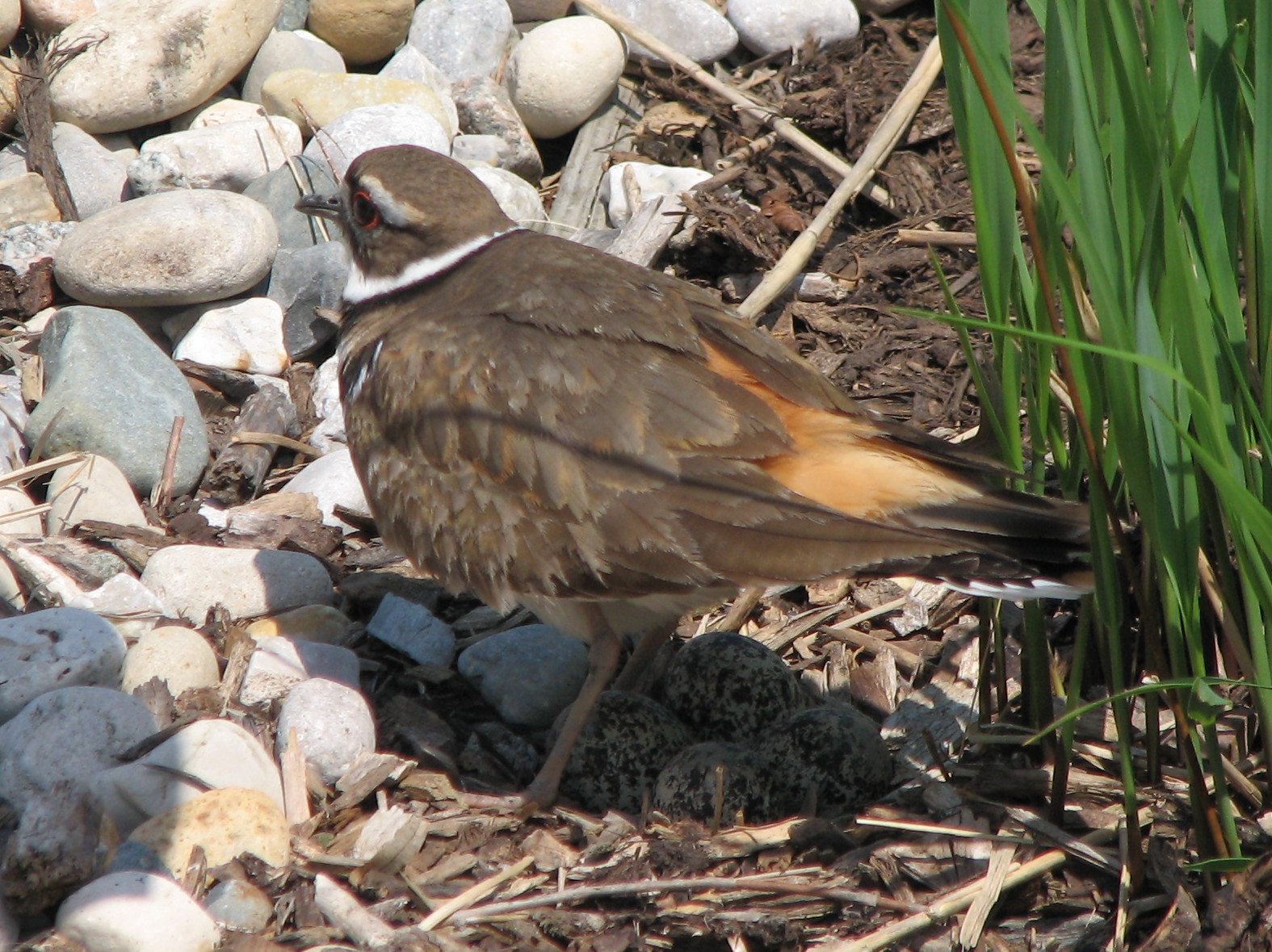a close up of a bird on the ground by some rocks