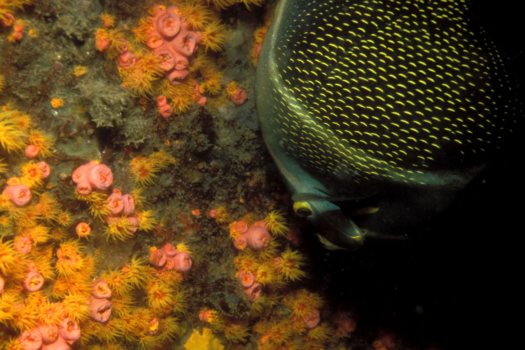 some corals and an underwater po in a very colorful environment