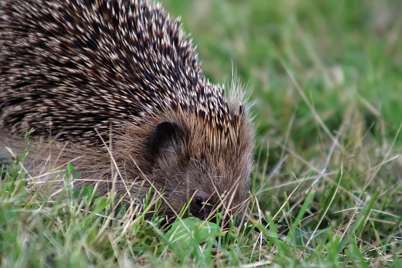 a hedgehog eats grass in the middle of the field