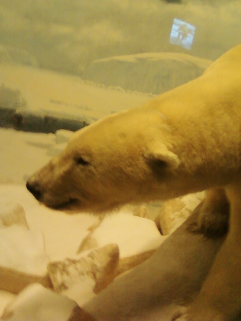a polar bear looking through some ice