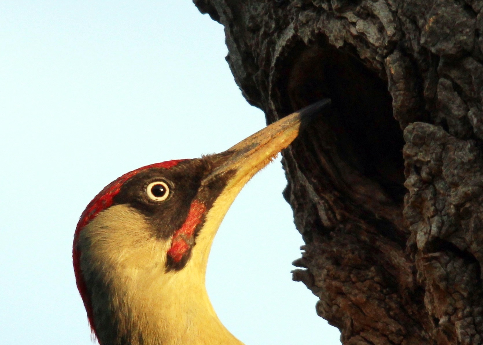 a bird with long beak standing next to a tree