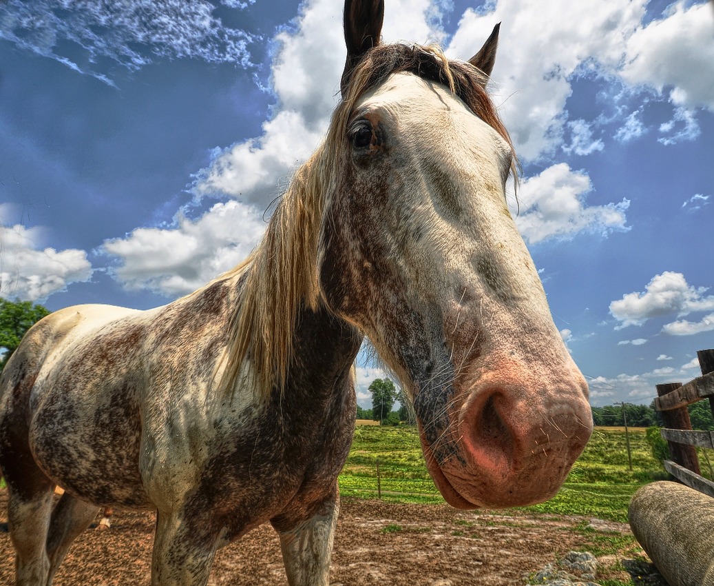 there is a very close up view of a horse