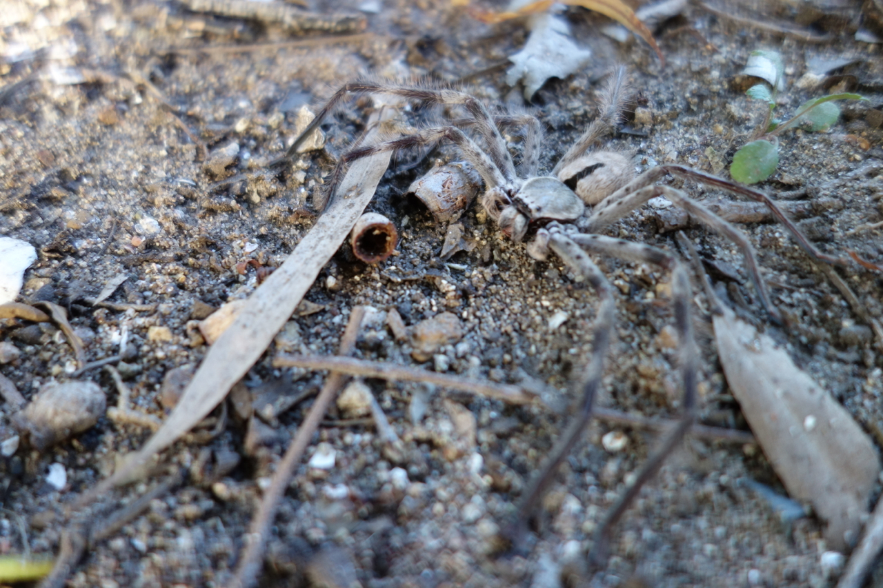 a brown spider crawling on top of dirt